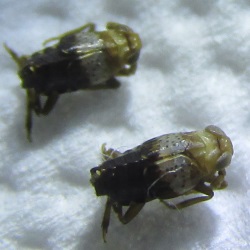 Conomelus odryssius